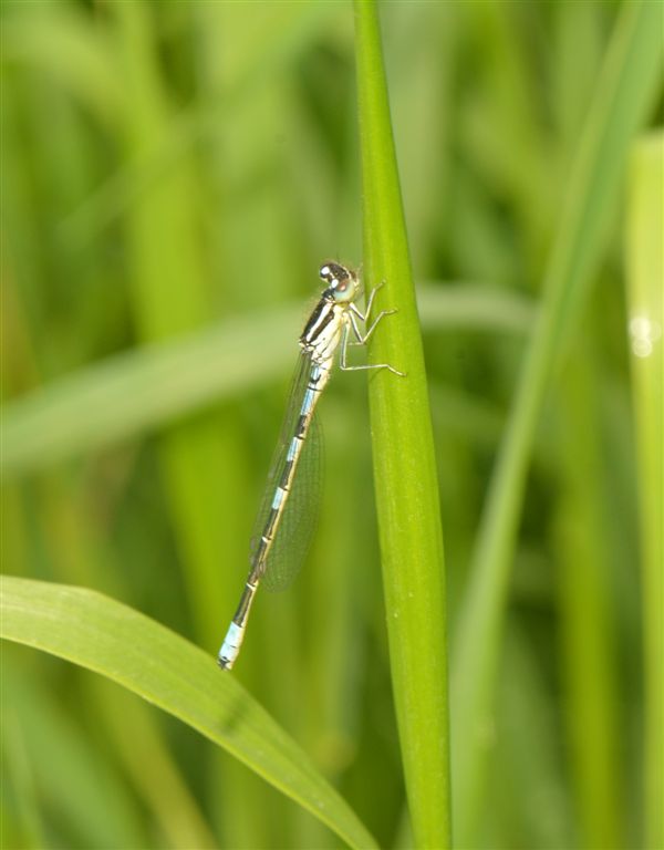 Ibrido di  Coenagron ??? no, Coenagrion scitulum
